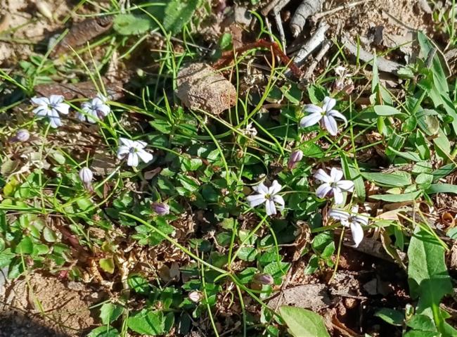 Pratia pedunculata (Blue Star Creeper)