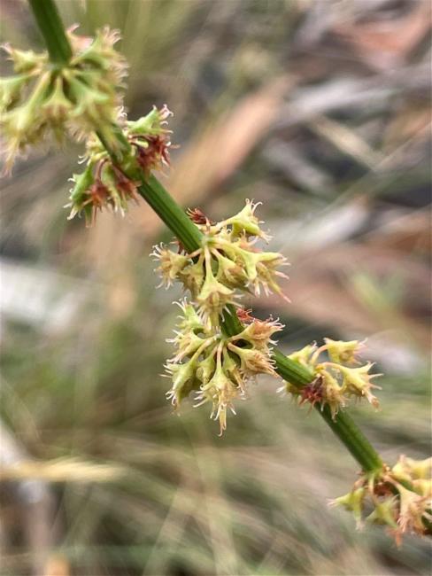 Rumex brownii (Slender Dock) (alternate view 11)