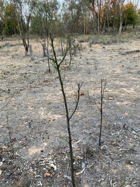 Exocarpos cupressiformis (Cherry Ballart) (alternate view 13)