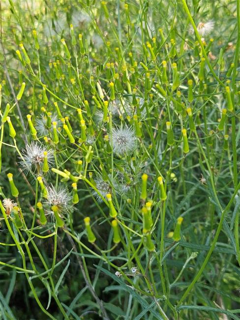 Senecio quadridentatus (cotton burnweed) (alternate view 12)