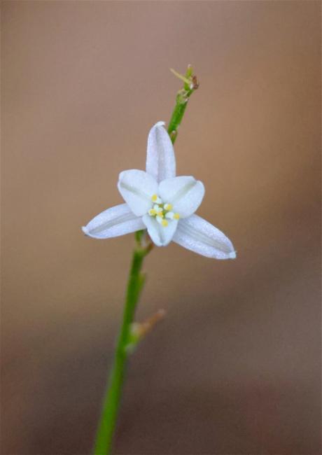 Caesia parviflora (Pale Grass Lily) (alternate view 11)