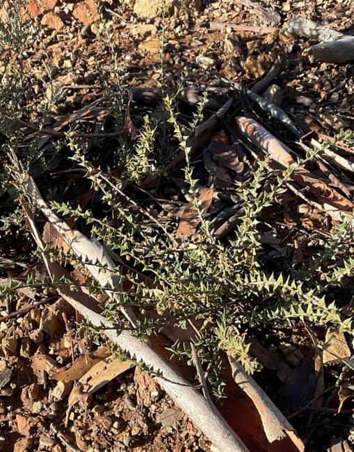 Acacia gunnii (ploughshare wattle) (alternate view 12)