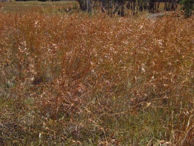 Themeda triandra (Kangaroo Grass) (alternate view 11)