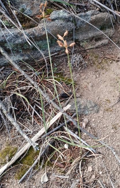 Fimbristylis dichotoma (Common Fringe-rush) (alternate view 12)
