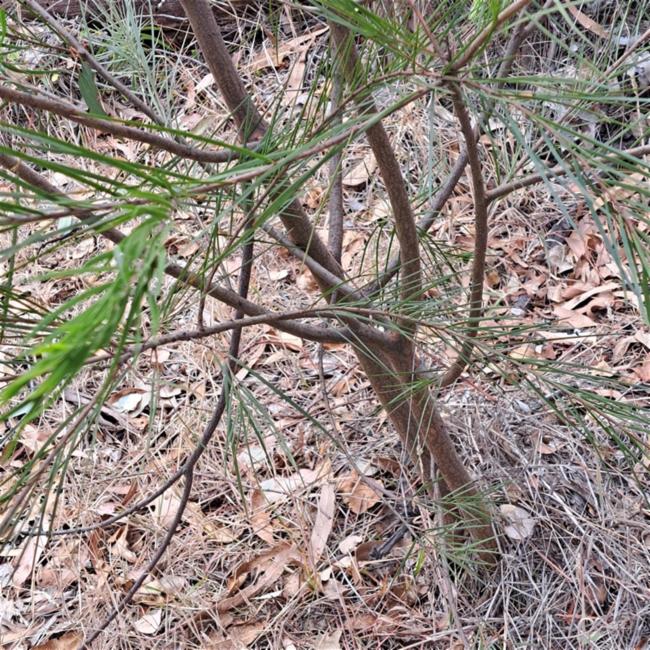 Acacia floribunda (Weeping Acacia) (alternate view 10)