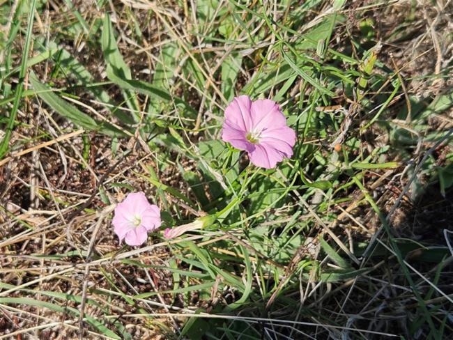 Convolvulus angustissimus (Blushing Bindweed) (alternate view 13)