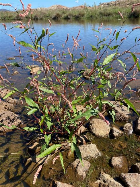 Persicaria decipiens (slender knotweed) (alternate view 14)
