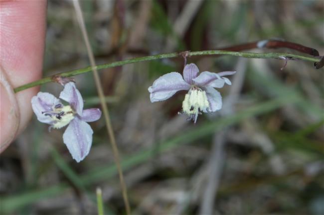Arthropodium milleflorum (pale vanilla lily) (alternate view 11)
