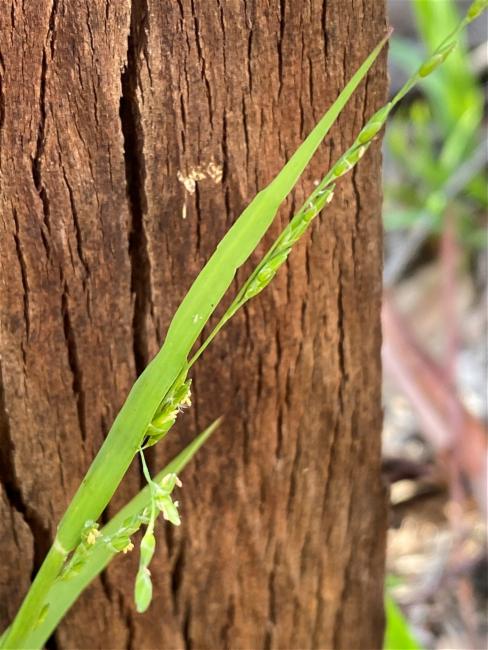 Ehrharta erecta (panic veldtgrass) (alternate view 11)