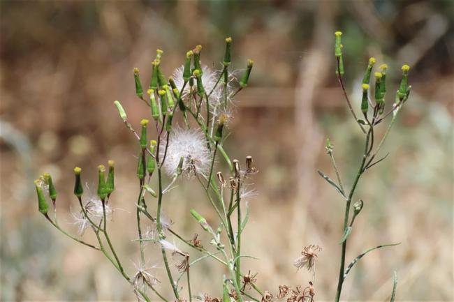Senecio quadridentatus (cotton burnweed) (alternate view 11)