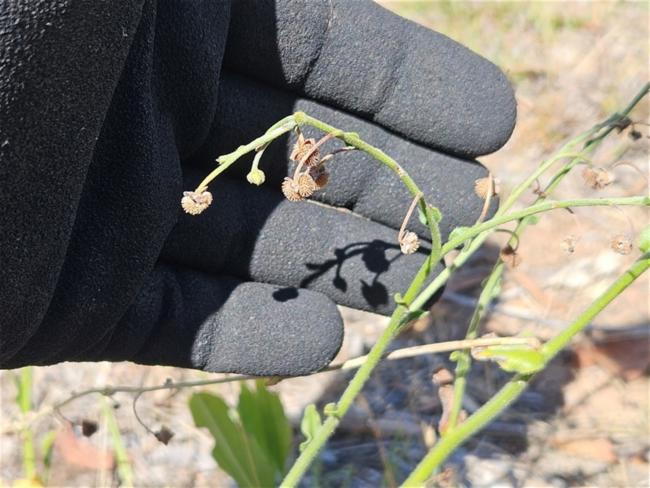 Cynoglossum australe (Australian Hound's-tongue) (alternate view 8)