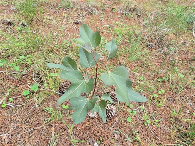 Brachychiton populneus (kurrajong) (alternate view 11)