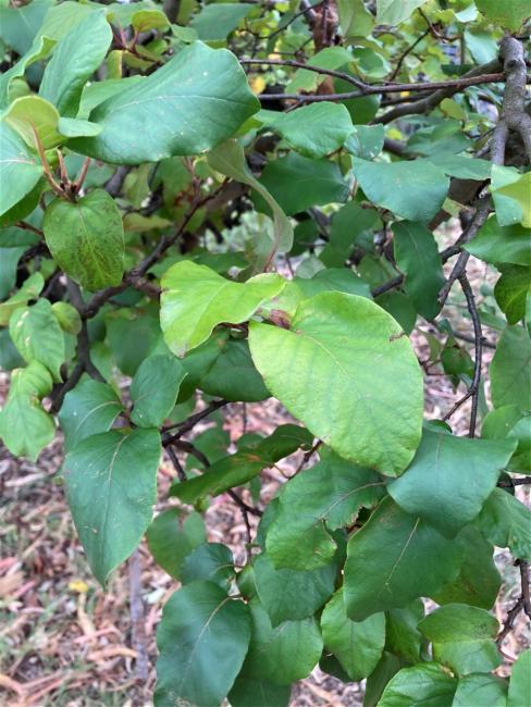 Cydonia oblonga (Quince) (alternate view 8)