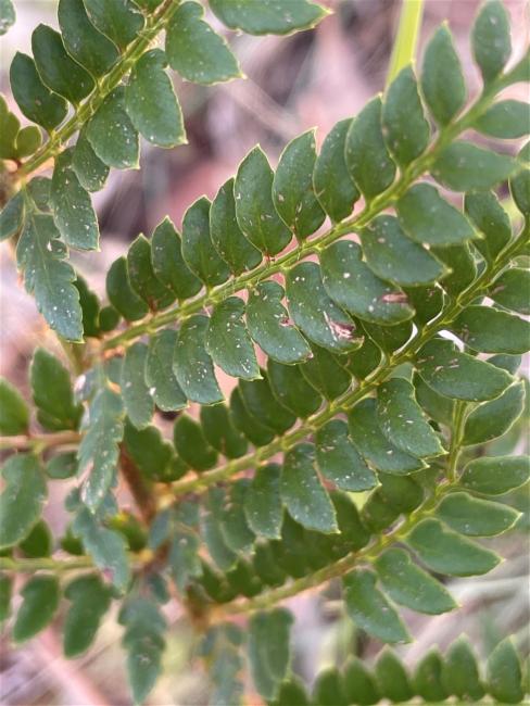 Polystichum proliferum (mother shield-fern) (alternate view 9)