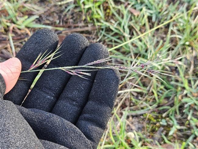 Aristida (threeawns and wiregrasses)
