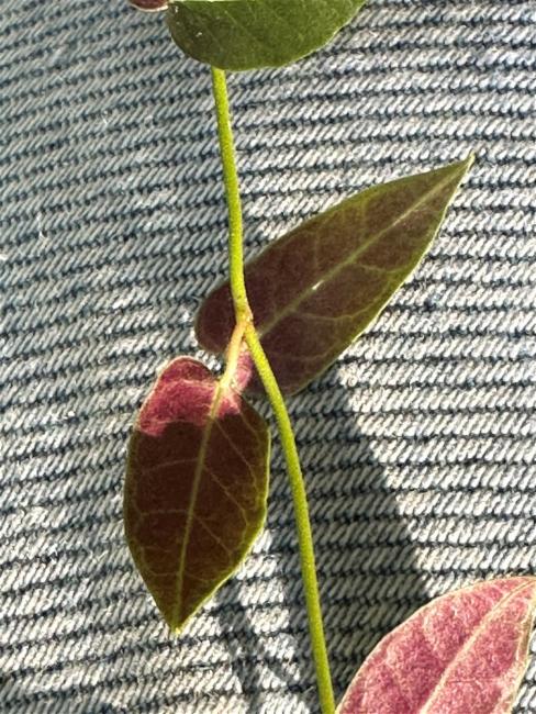 Parsonsia straminea (Common Silkpod) (alternate view 11)