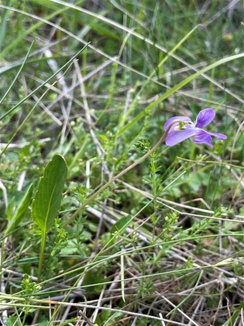Viola betonicifolia (Mountain Violet) (alternate view 11)