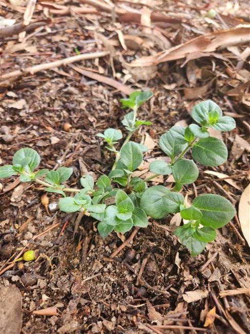 Alternanthera (alternate view 2)