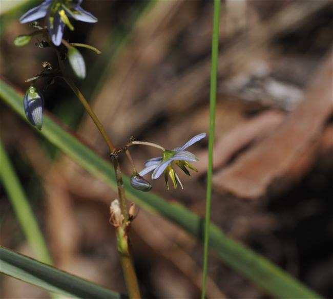 Dianella revoluta (Blueberry Lily) (alternate view 9)