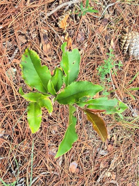 Photinia serratifolia (Chinese Photinia) (alternate view 12)