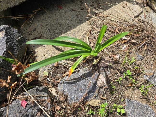 Agapanthus praecox (blue lily) (alternate view 12)