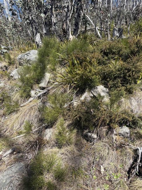 Hakea lissosperma (Mountain Needlewood) (alternate view 12)