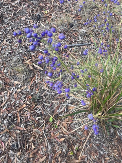 Dianella revoluta (Blueberry Lily) (alternate view 10)