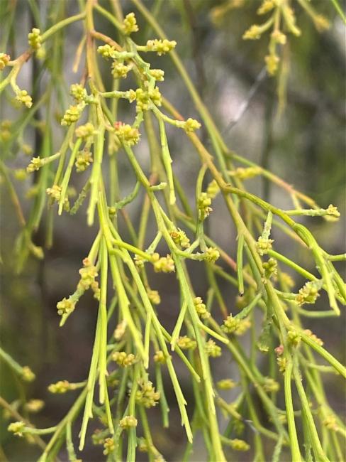 Exocarpos cupressiformis (Cherry Ballart) (alternate view 11)