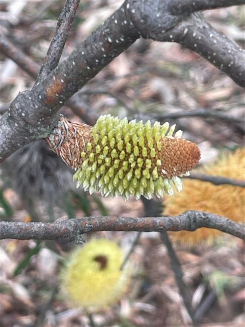 Banksia marginata (Silver Banksia) (alternate view 11)