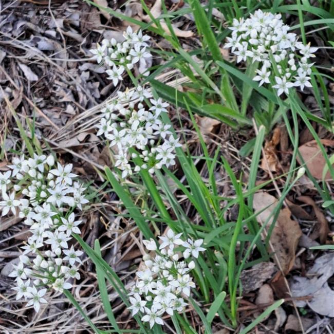 Allium tuberosum (Garlic Chives) (alternate view 10)