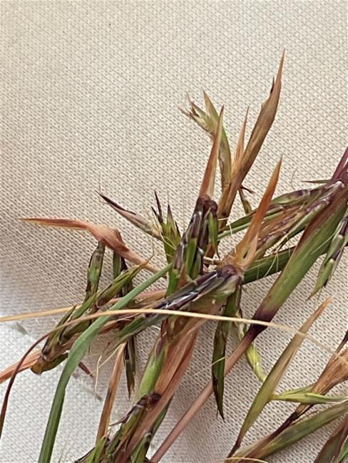 Cymbopogon refractus (barbwire grass) (alternate view 11)