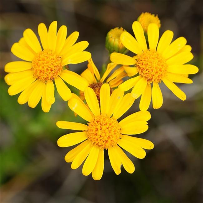 Senecio pinnatifolius (pinnate-leaved groundsel) (alternate view 8)