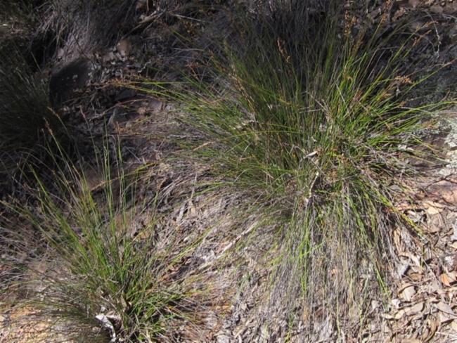 Lepidosperma laterale (variable sword-sedge) (alternate view 11)