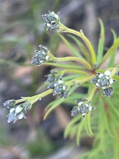 Conospermum taxifolium (Paint Brush) (alternate view 10)