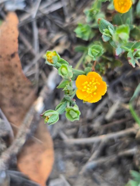 Hypericum gramineum (Small St John's Wort) (alternate view 10)
