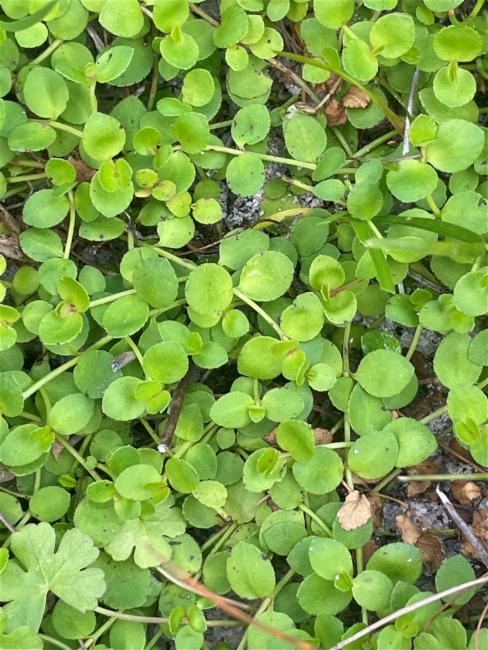 Gonocarpus micranthus (creeping raspwort) (alternate view 12)