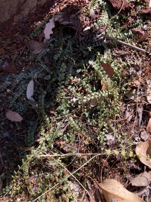 Asplenium flabellifolium (Necklace Fern) (alternate view 12)