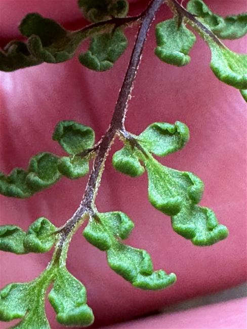 Cheilanthes sieberi (cloak fern) (alternate view 6)