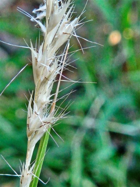 Rytidosperma (Wallaby grasses)