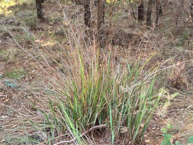 Dianella longifolia (Pale Flax-Lily) (alternate view 13)