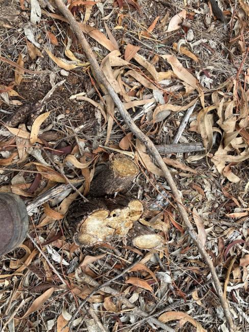 Cassinia longifolia (Shiny Cassinia) (alternate view 12)