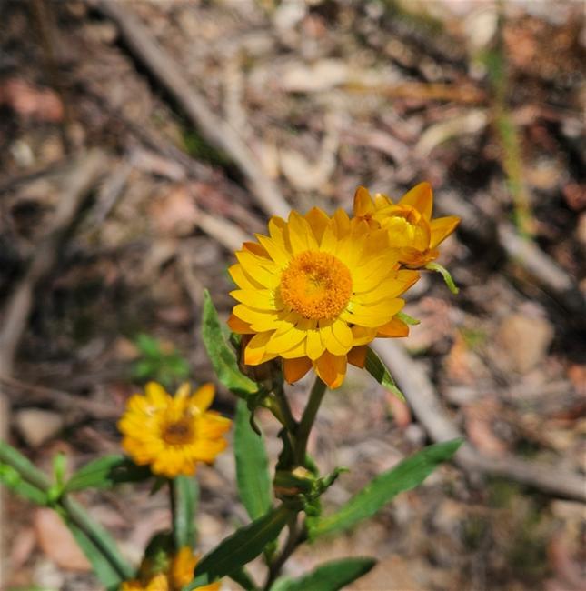 Xerochrysum bracteatum (Golden Everlasting) (alternate view 12)