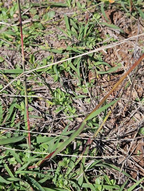 Bothriochloa (Bluestems) (alternate view 2)
