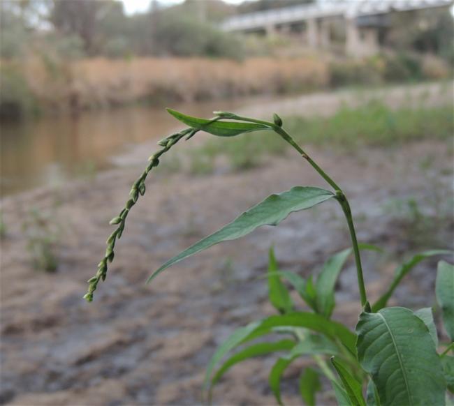 Persicaria hydropiper (waterpepper) (alternate view 11)