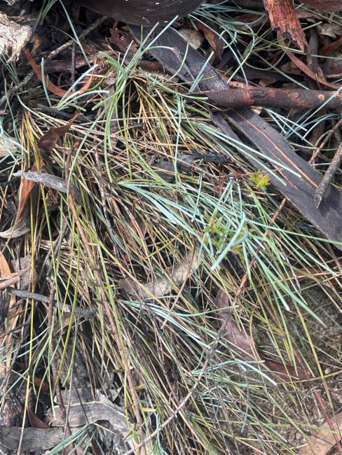 Lomandra (alternate view 2)