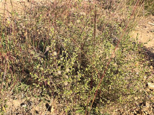 Dittrichia graveolens (Stinkwort) (alternate view 12)