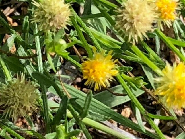 Calotis lappulacea (Bur Daisy) (alternate view 10)