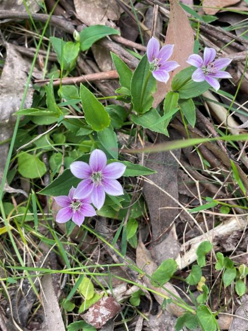 Schelhammera undulata (lilac lily) (alternate view 9)