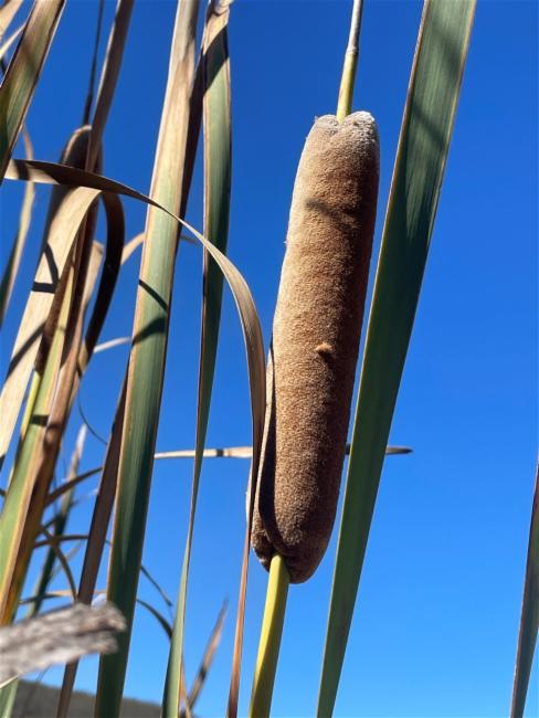 Typha orientalis (Oriental Cattail) (alternate view 12)