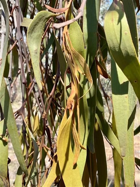 Amyema miquelii (Box Mistletoe) (alternate view 12)